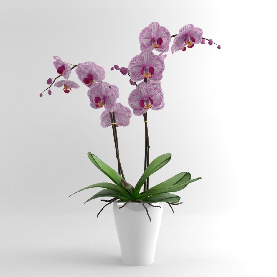Орхидея мимесис