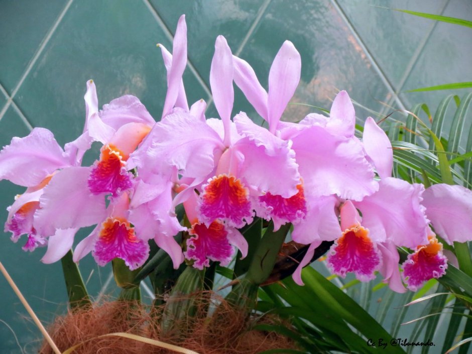 Орхидеи Cattleya mossiae