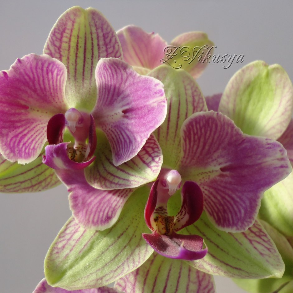 Орхидея Phalaenopsis Palermo