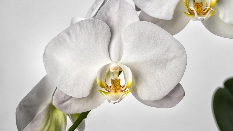 Орхидея фаленопсис Zephyr
