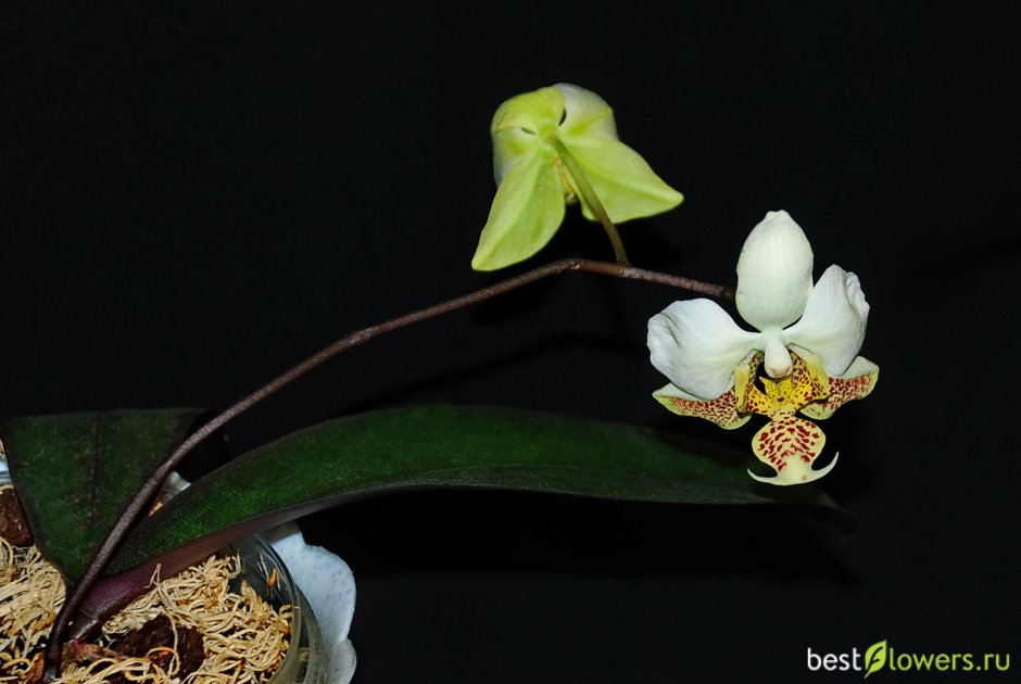 Мики орхид белые Стюартиана