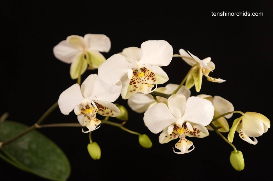 Орхидея белая Нобилис