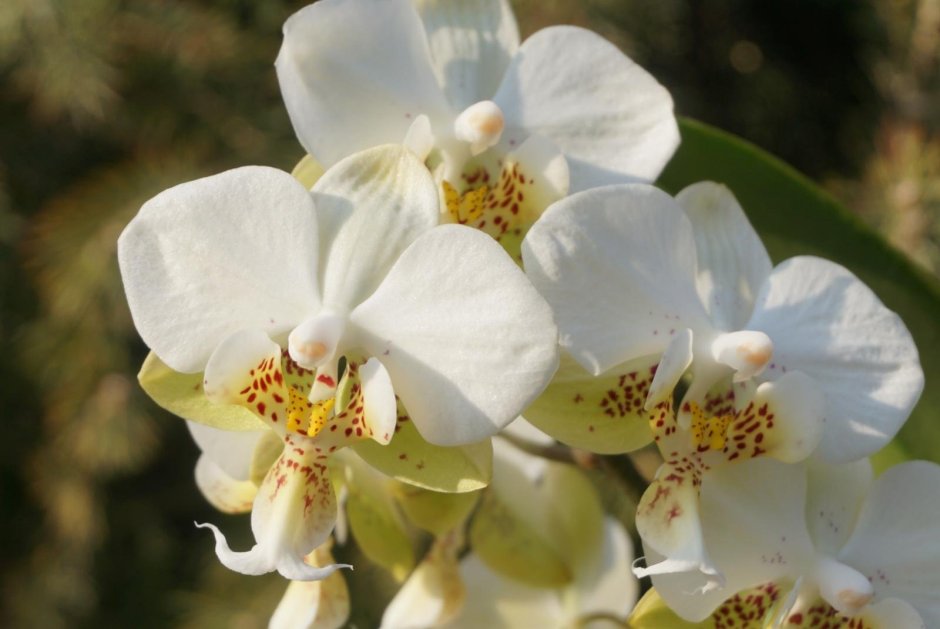 Phalaenopsis stuartiana x mannii