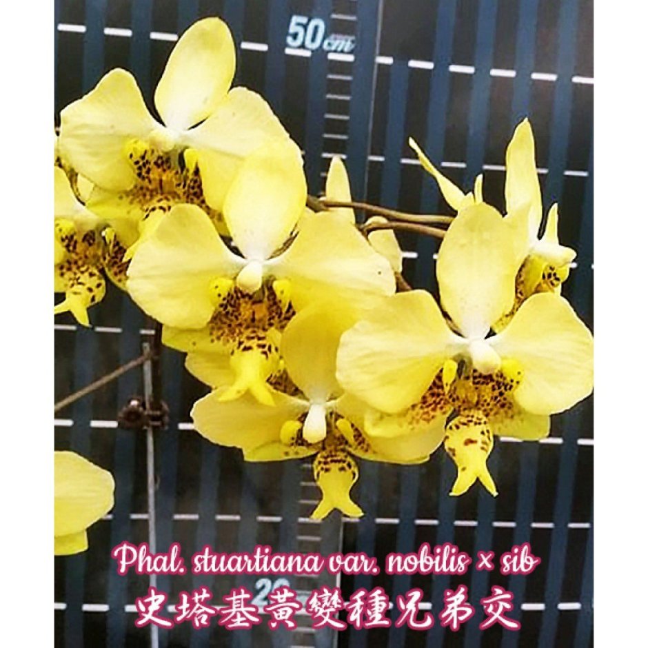 Phalaenopsis stuartiana 'Yellow'
