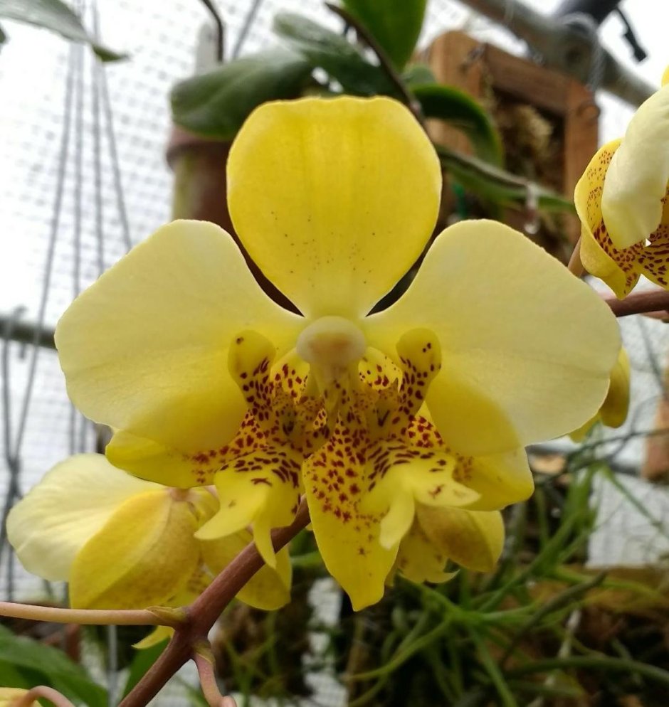 Орхидея Стюартиана Сого