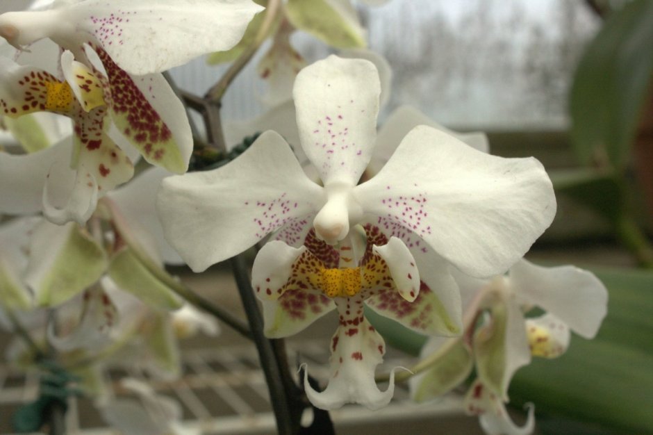 Сорта орхидеи Стюартиана