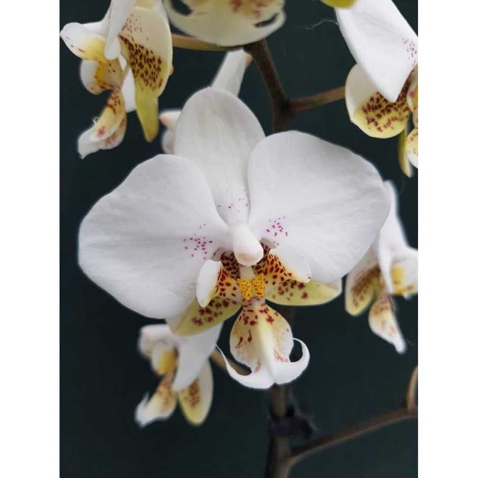 Орхидея фаленопсис Жасмин