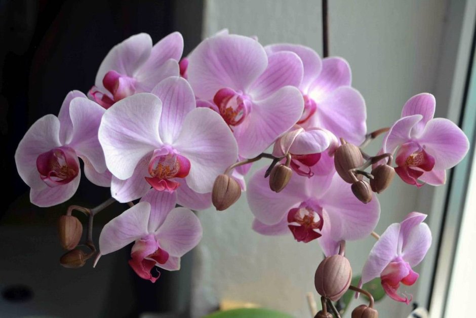 Фаленопсис (Phalaenopsis) – Орхидея