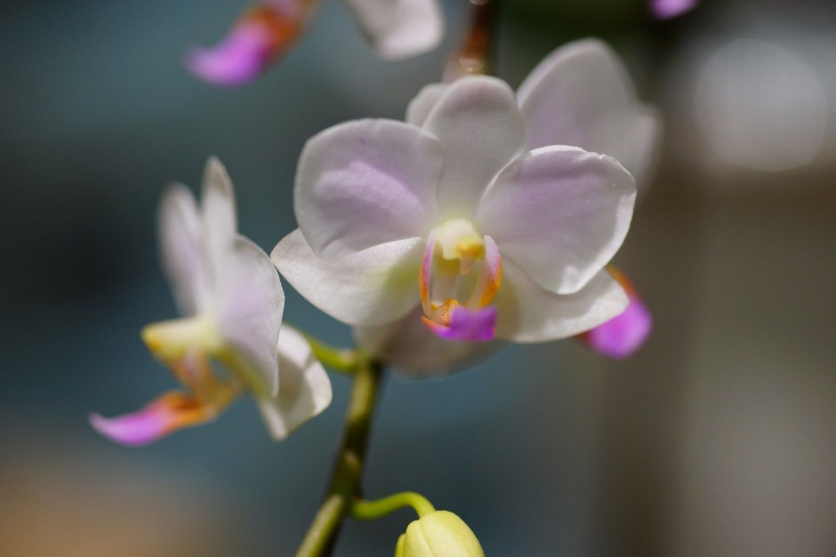 Орхидея Phal. Hatuyuki