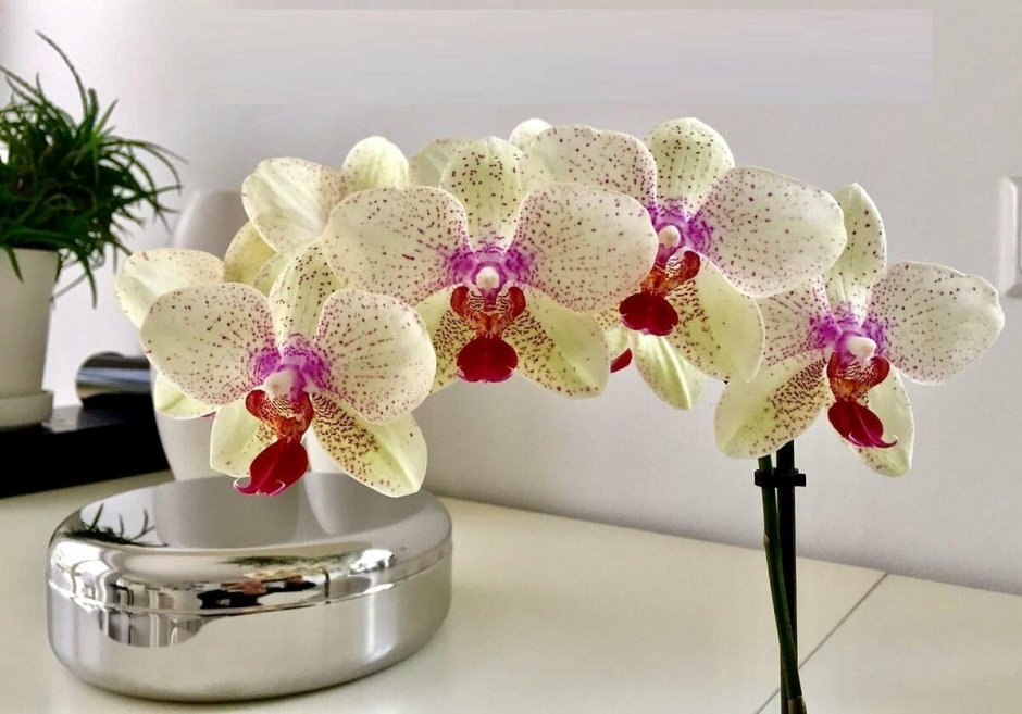 Коллекция орхидей