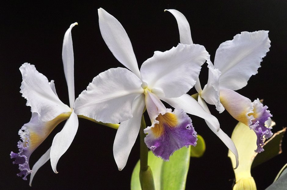 Cattleya gaskelliana coerulea