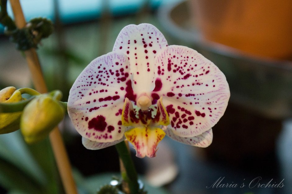 Орхидея Phalaenopsis Andorra