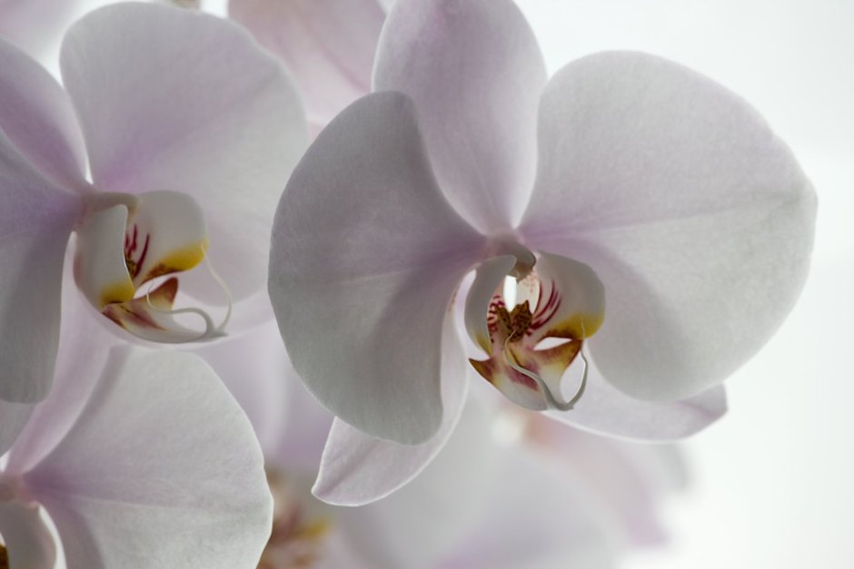 Бежевая Орхидея фаленопсис
