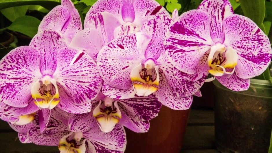 Орхидея Phalaenopsis Hollywood