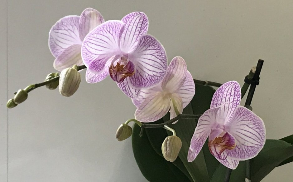 Орхидея Phalaenopsis Pasadena