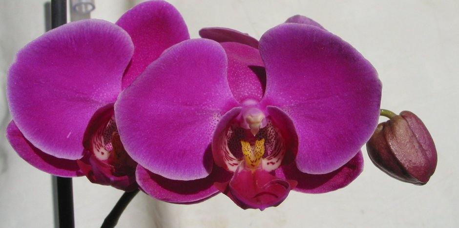 Орхидея фаленопсис Оливия