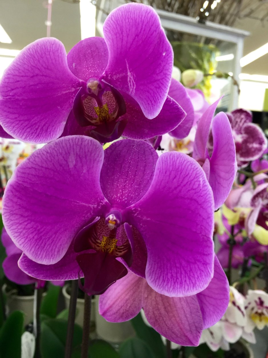 Орхидея Phalaenopsis 'Purple Miracle'