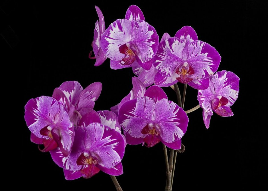 Орхидея мультифлора темная