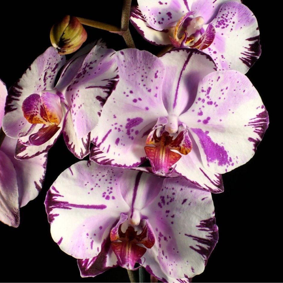 Орхидея Phalaenopsis deedee