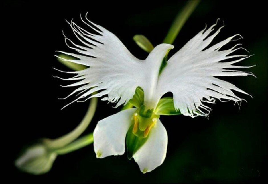 Орхидея фаленопсис крашеная
