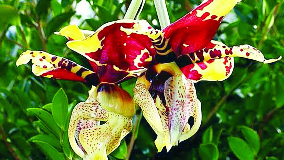 Орхидея пчелоглотис