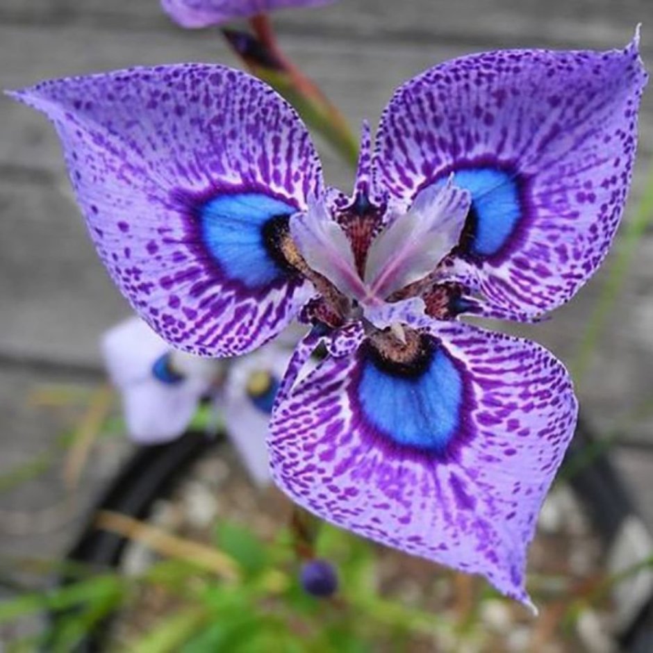 Орхидея Bernhard Phalaenopsis