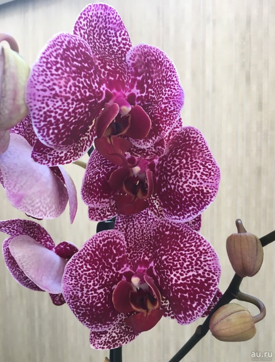 Орхидея ambiance Phalaenopsis