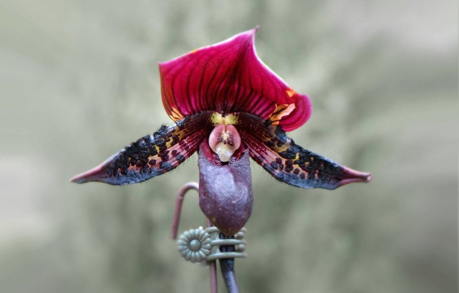Орхидея похожая на вуду