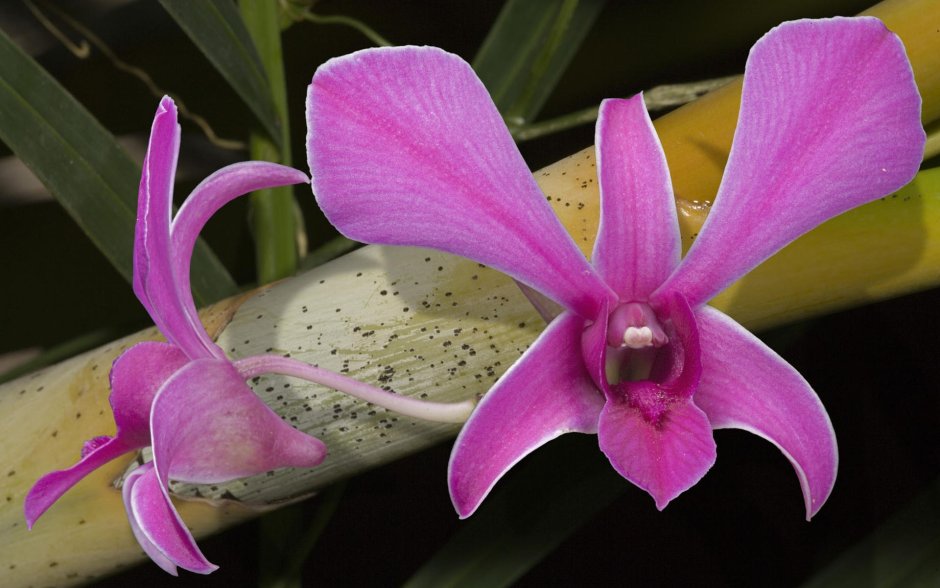 Bulbophyllum violaceolabellum