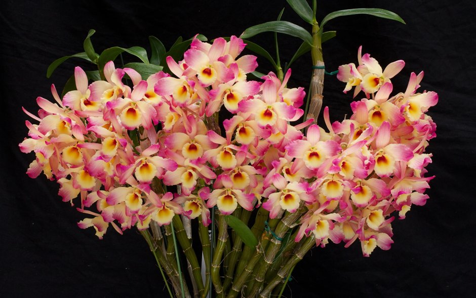 Орхидея красивоцветущее растение