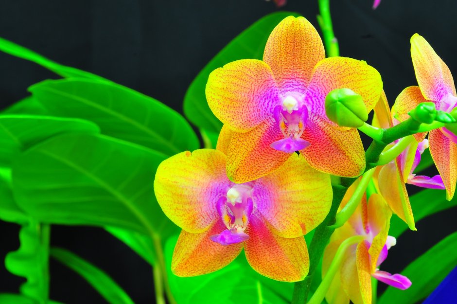 Разноцветные орхидеи