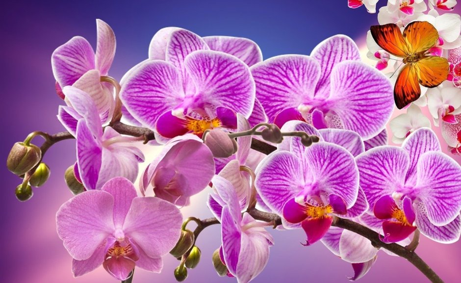 Красивые орхидеи
