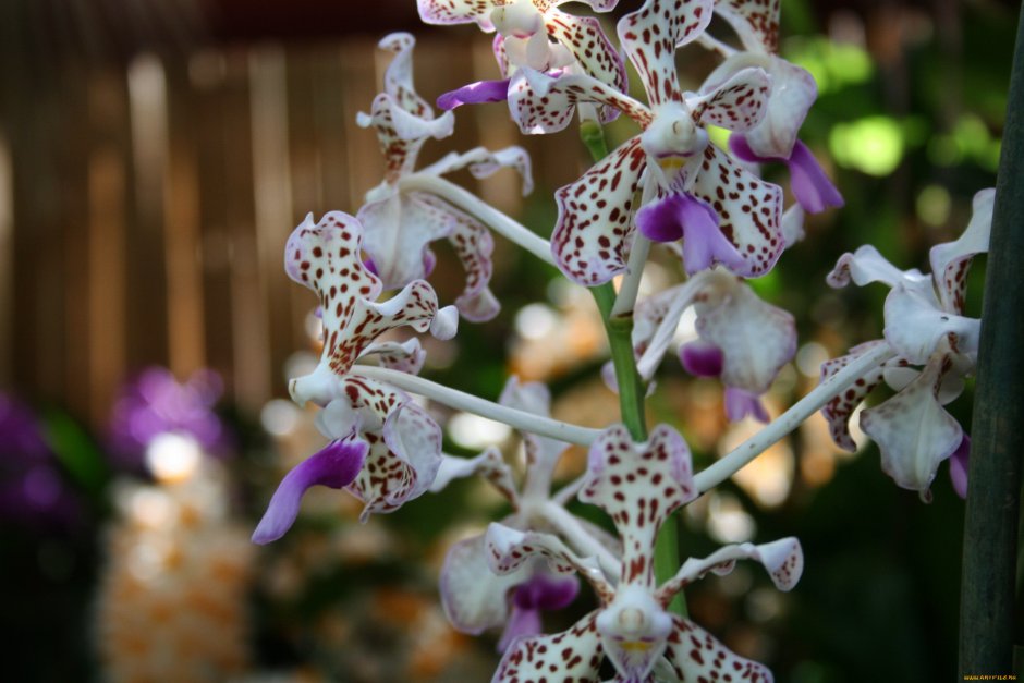 Орхидея пестрая
