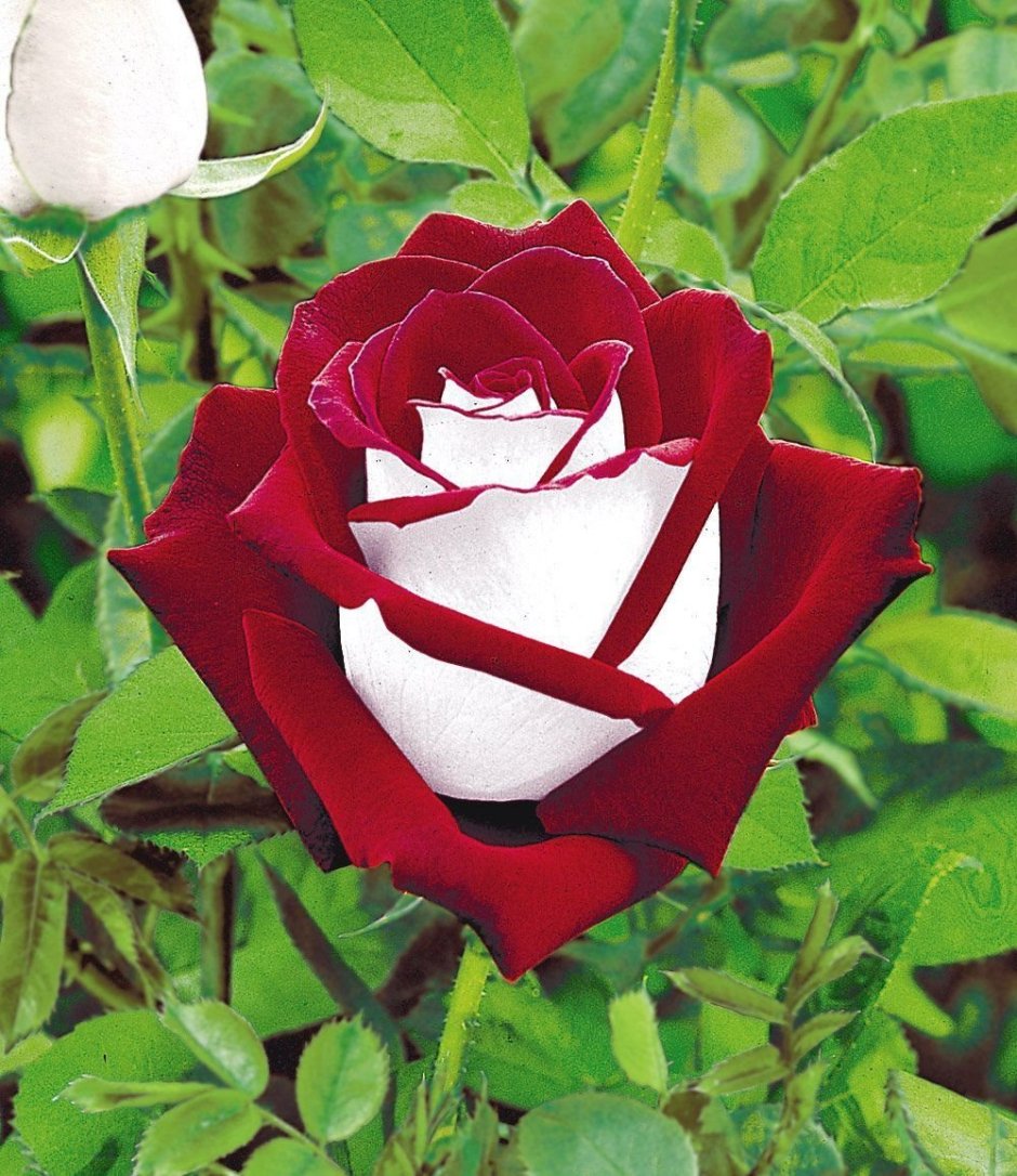 Роза чайнлгибридная Осирия