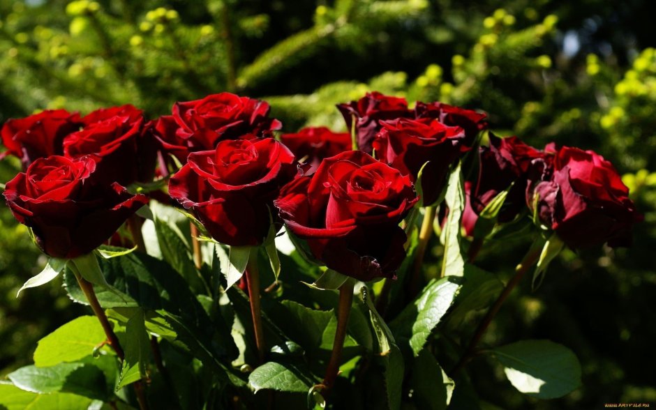 Кустовые розы темно красные