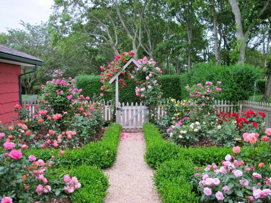 Английские розы в саду