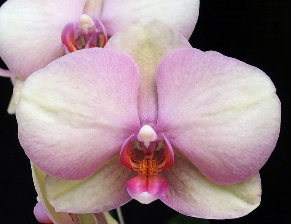 Украшение Орхидея