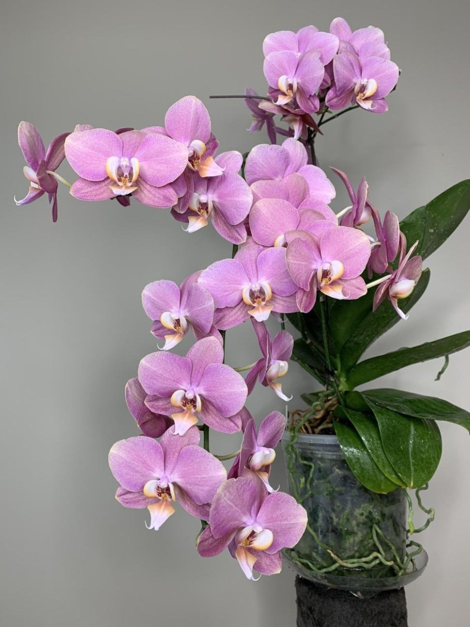 Орхидея фаленопсис Рейнбоу