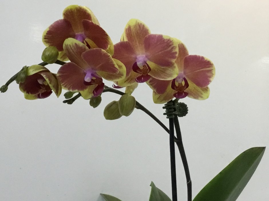 Орхидея Даймонд Скай