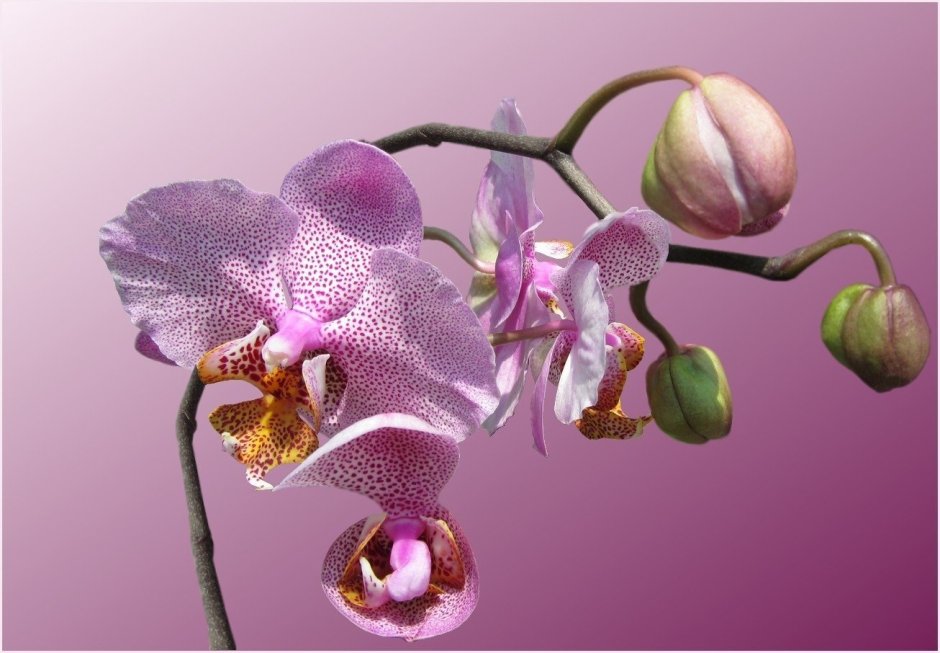 Букет гипсофила и Орхидея