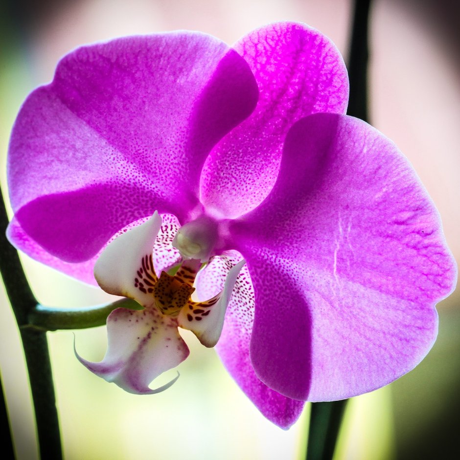 Орхидея Дракула башмачок