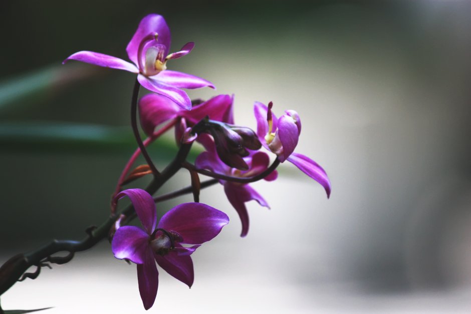 Фаленопсис пурпурный дождь