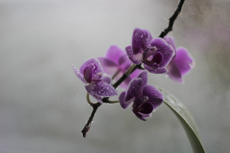 Фаленопсис Purple Rain