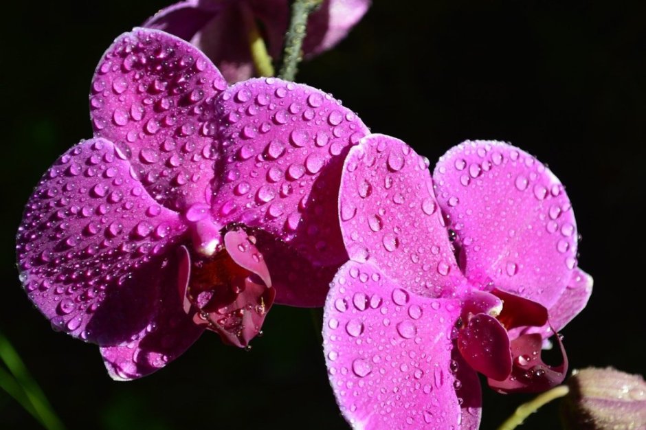 Орхидея фаленопсис пурпурная