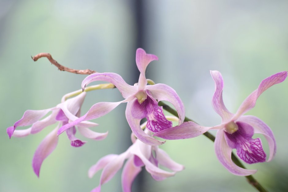Орхидея пурпур Харт