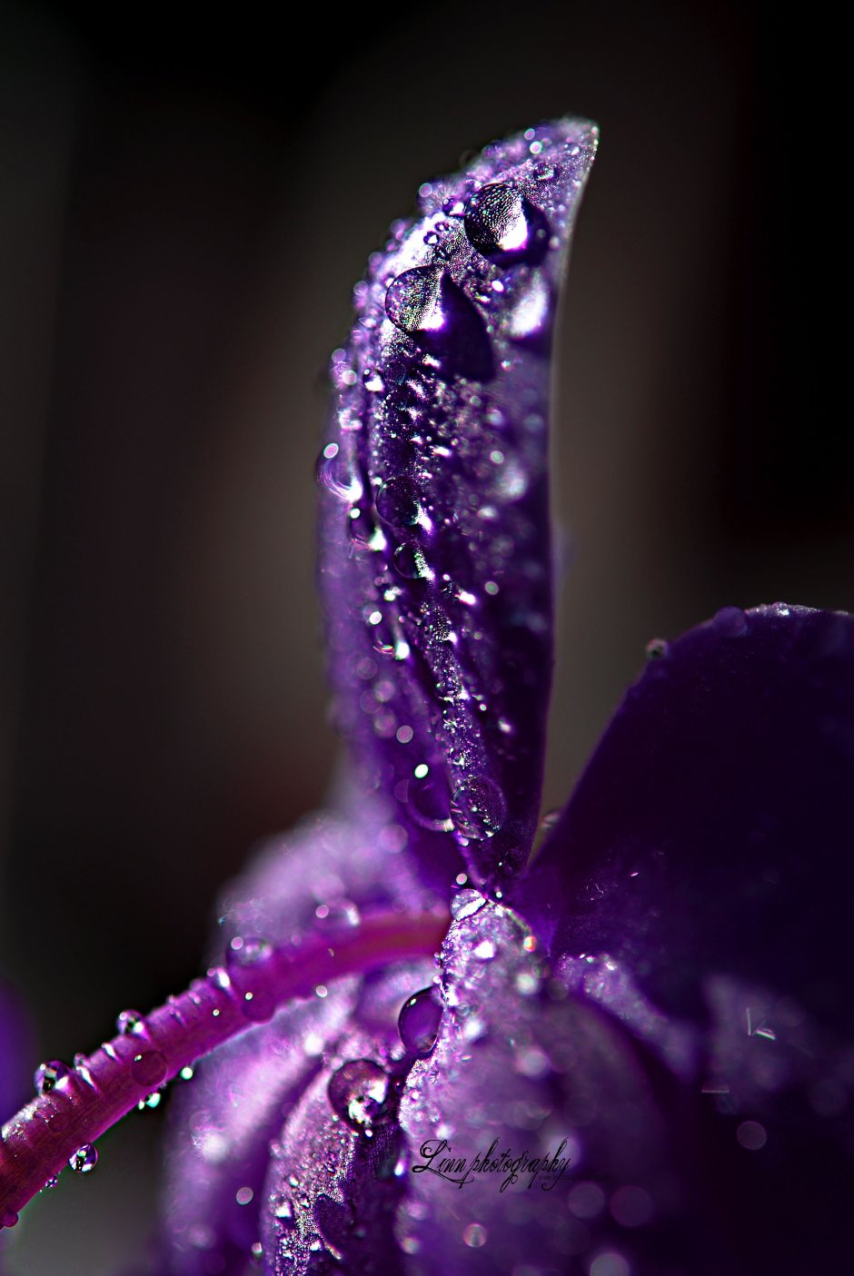 Фаленопсис Purple Rain