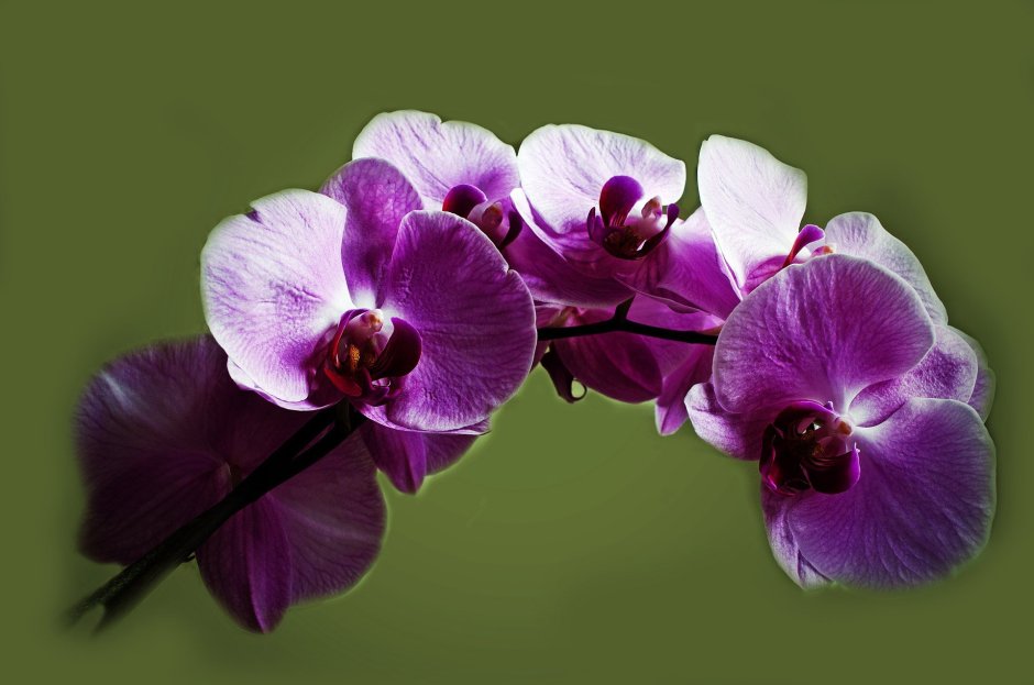 Орхидея пурпурный дождь