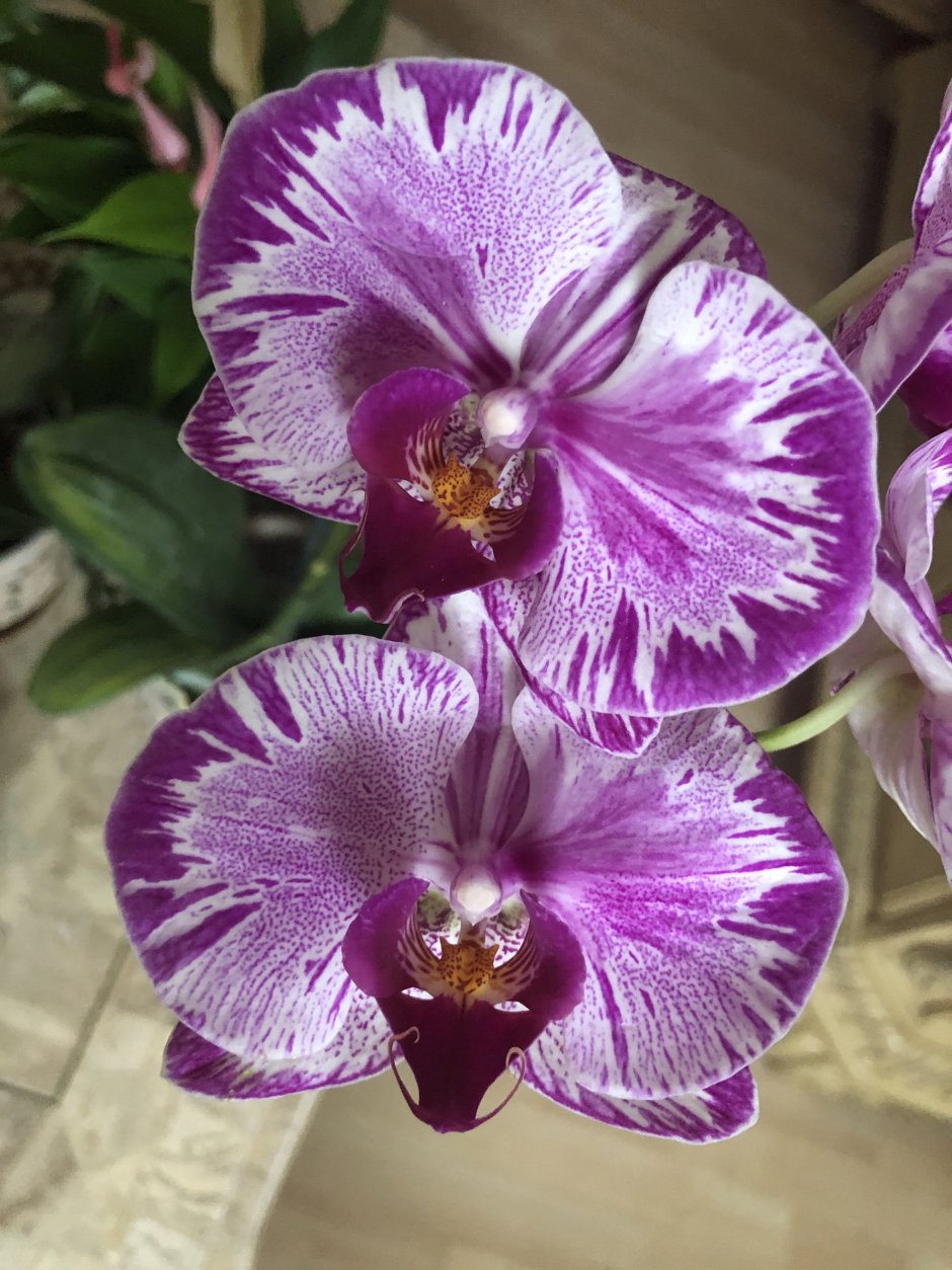 Темно фиолетовая Орхидея фаленопсис