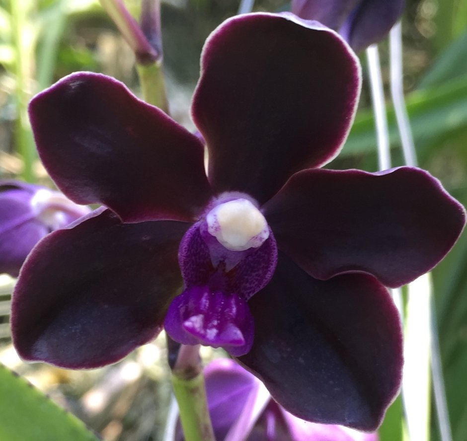 Орхидея в росе