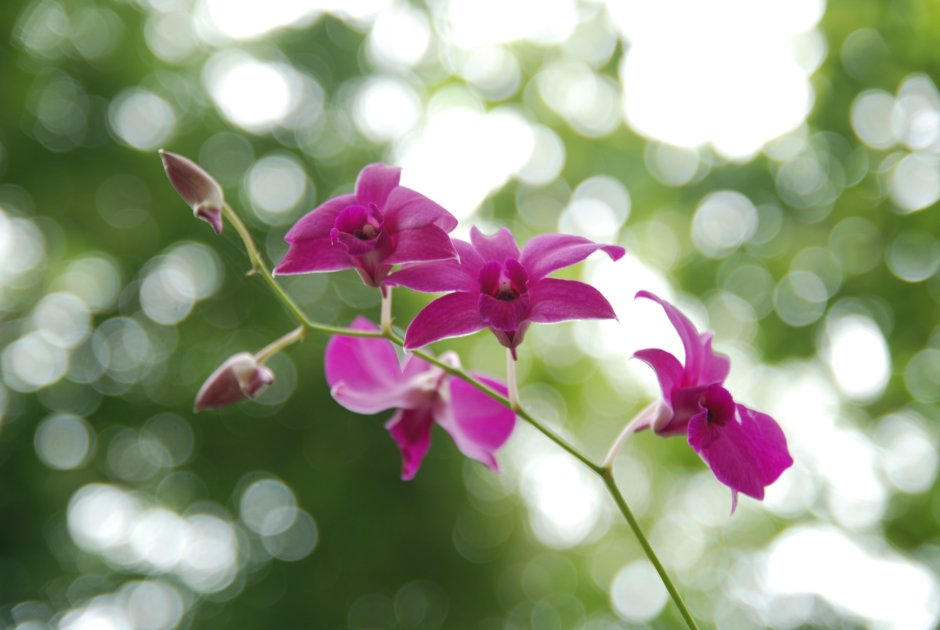 Орхидея в росе